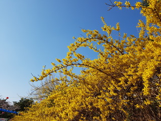 봄을 보았다, 노란 개나리꽃 속에서
