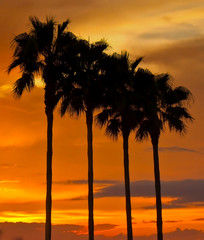 A line of palm trees silhouetted by the sun.