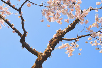 桜　春　素材