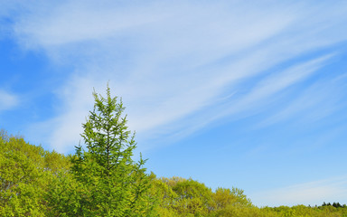 木　緑　空　雲　素材