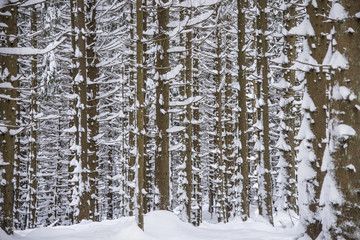 Winter landscape with snow covered trees. Nature winter background
