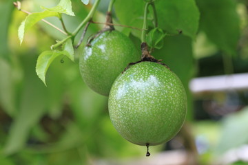 Passion fruit. Fruits of Thailand.