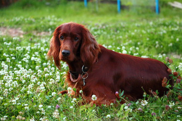 Irish setter