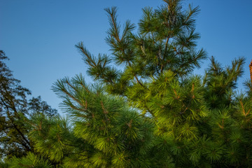 spruce green branches on blue sky background space 