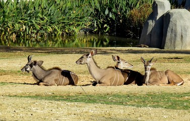 antilopes
