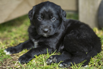 Puppies Playing in Garden
