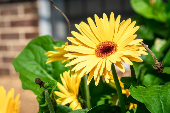 Alive And Dead Yellow Flowers Juxtaposed Next To Each Other On A Bright Summer Day