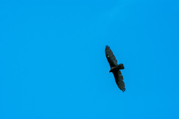 Turkey Vulture circling over its prey as seen from below against a bright blue sky on a clear, sunny, summer day