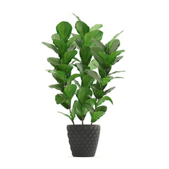 Ficus lyrata tree in pot