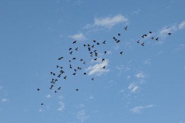 swarm of birds