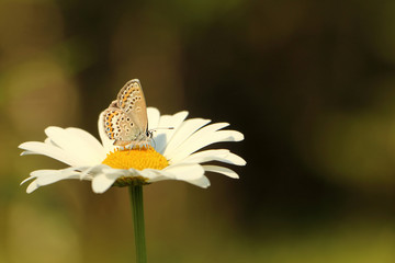 blue butterfly on Daisy