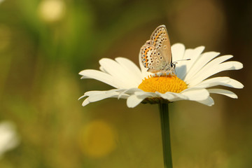 blue butterfly on Daisy