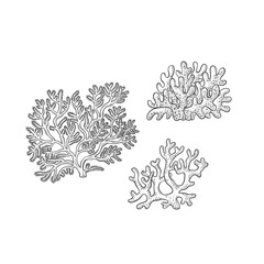 Vector sketch set corals. Three types polyps monochrome outline black illustration isolated on white background for design of tourist cards logos on marine theme.