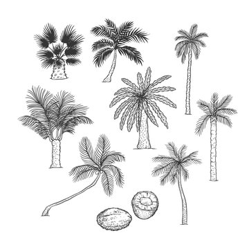 Vector sketch set of palm. Different kinds of tropical trees and coconut. Contour black illustration isolated on white background.
