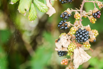 Ripe and unripe blackberries