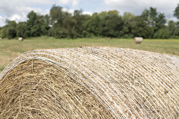 Close up of straw bale on farmland with trees and cloudy sky.