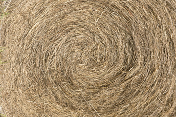 Large bail of hay. Close up. Vegetable texture roll. Dry straw texture.