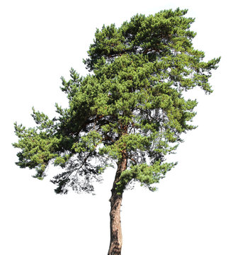 Pine conifer tree, isolated
