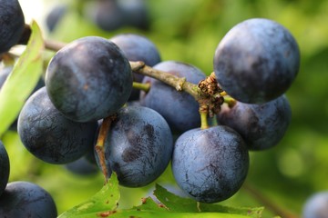 blackthorn on a branch close up
