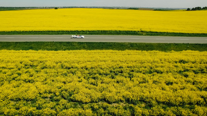 A newlywed couple is driving a convertible retro car on a country straight road for their honeymoon, rear view. Way on spring field of yellow rapes flowers, rape, canola field.