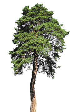 Pine tree Isolated