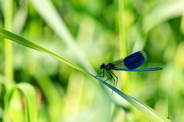 Blue dragonfly sits on a green leaf of grass in sunny summer day