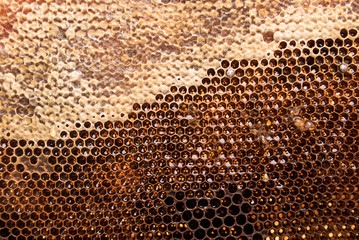 dark slices of wax with honey