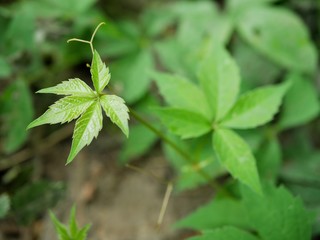 Polonne / Ukraine - 12 August 2018: green sprouts of wild plants