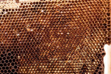 dark slices of wax with honey