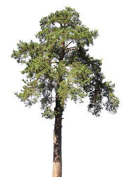 Scotch fir, pine conifer tree, isolated