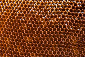 dark slices of wax with honey