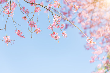 Pink blossoms on the branch with blue sky during spring blooming Branch with pink sakura blossoms and blue sky background.
