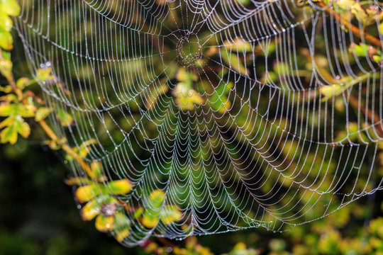 Spider web with dew drops against green plants. Abstract background