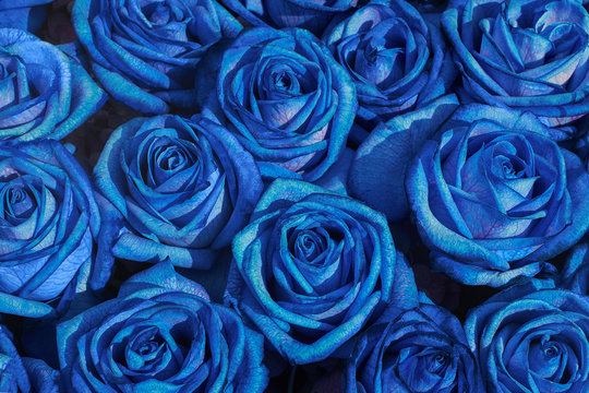 Fototapeta Flowers background. Blue roses bouquet, top view.