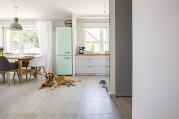 Dog in front of mint fridge in spacious interior with kitchen and chairs at dining table. Real photo