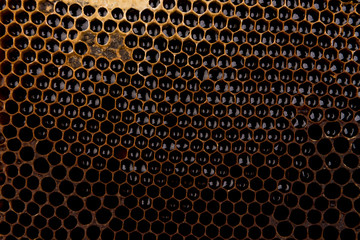 dark slices of wax with honey