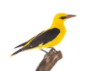 Eurasian Golden Oriole (Oriolus oriolus)