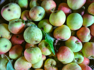 Apples background, rich harvest of apples