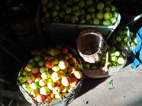 Apples harvest in cart and baskets in rural barn