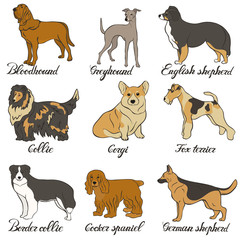 Bloodhound, collie, cocker spaniel, border collie, corgi, english shepherd, german shepherd, greyhound, shepherd, fox terrier vector dog breed set. FCI hound, terrier, sheepdogs and cattledogs.