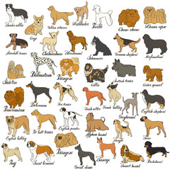 Big vector dog set. Various dog breed isolated on white. Companion, decorative and gun dog, shepherd, hound, terrier, beagle, pointer, retriever, setter, pug, pomeranian, spitz, labrador, schnauzer - obrazy, fototapety, plakaty