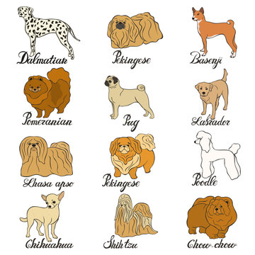 Basenji chihuahua chow chow dalmatian labrador lhasa apso