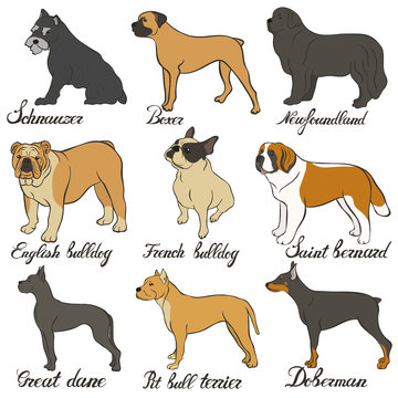 Boxer, doberman, english bulldog, french bulldog, newfoundland, pit bull terrier, saint bernard, schnauzer, great dane vector dog breed set. FCI Pinscher and Schnauzer breeds of universal appointment.