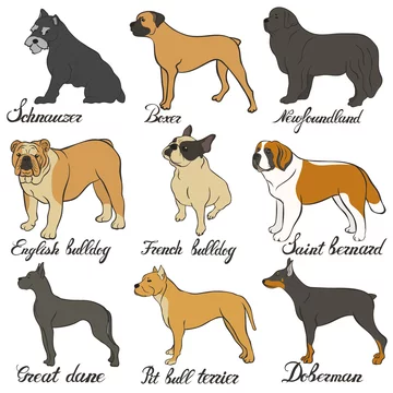 Doberman bulldog on sale