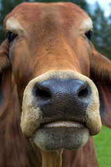 Brown Brahman Cattle face Closeup Portrait