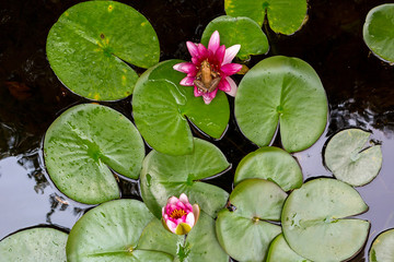 Pacific Tree Frog on Water Lily Flower in backyard garden pond Aerial View 