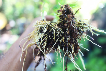 A method to get  root from mulberry branches.