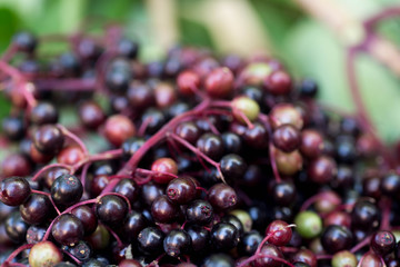 ripe elderberry berries macro