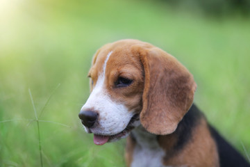 Beagle dog sitting on the green grass outdoor in the park.