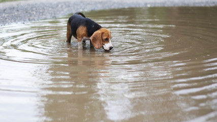 Beagle dog walking  into the dirty ditch.